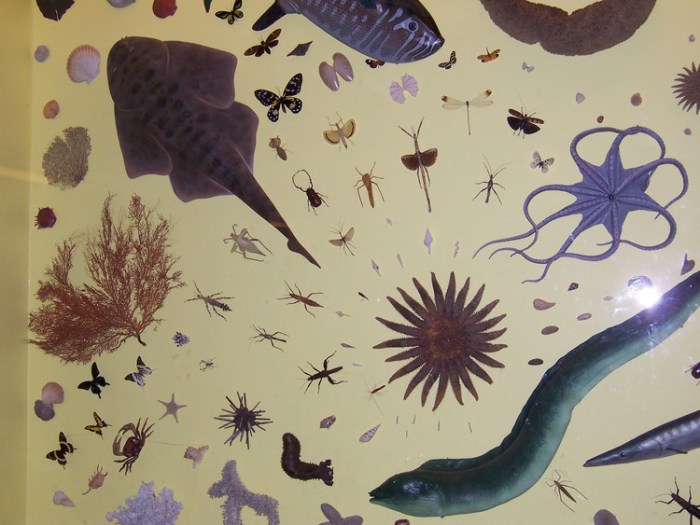 SymmetryOfLifeFormsOnEarth