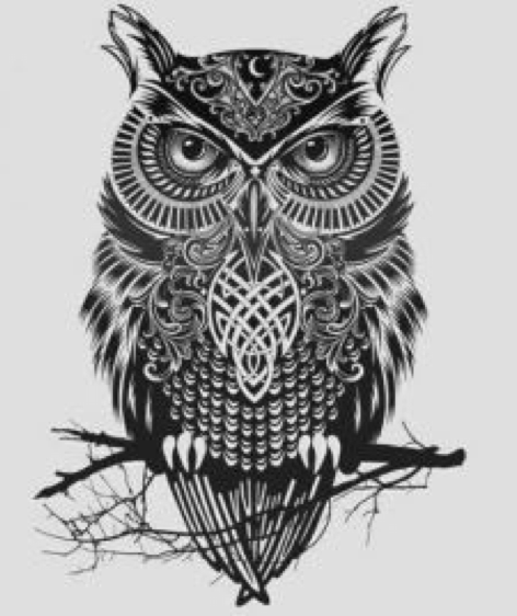 owl